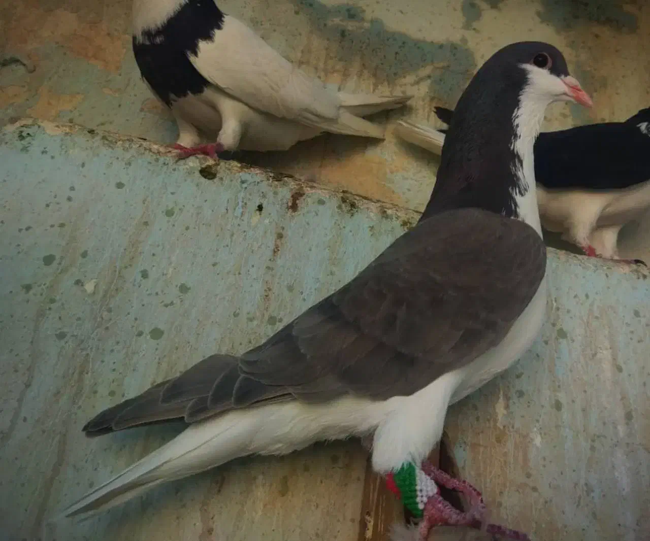 کبوتر شهری|پرنده|شیراز, ریاستی|دیوار