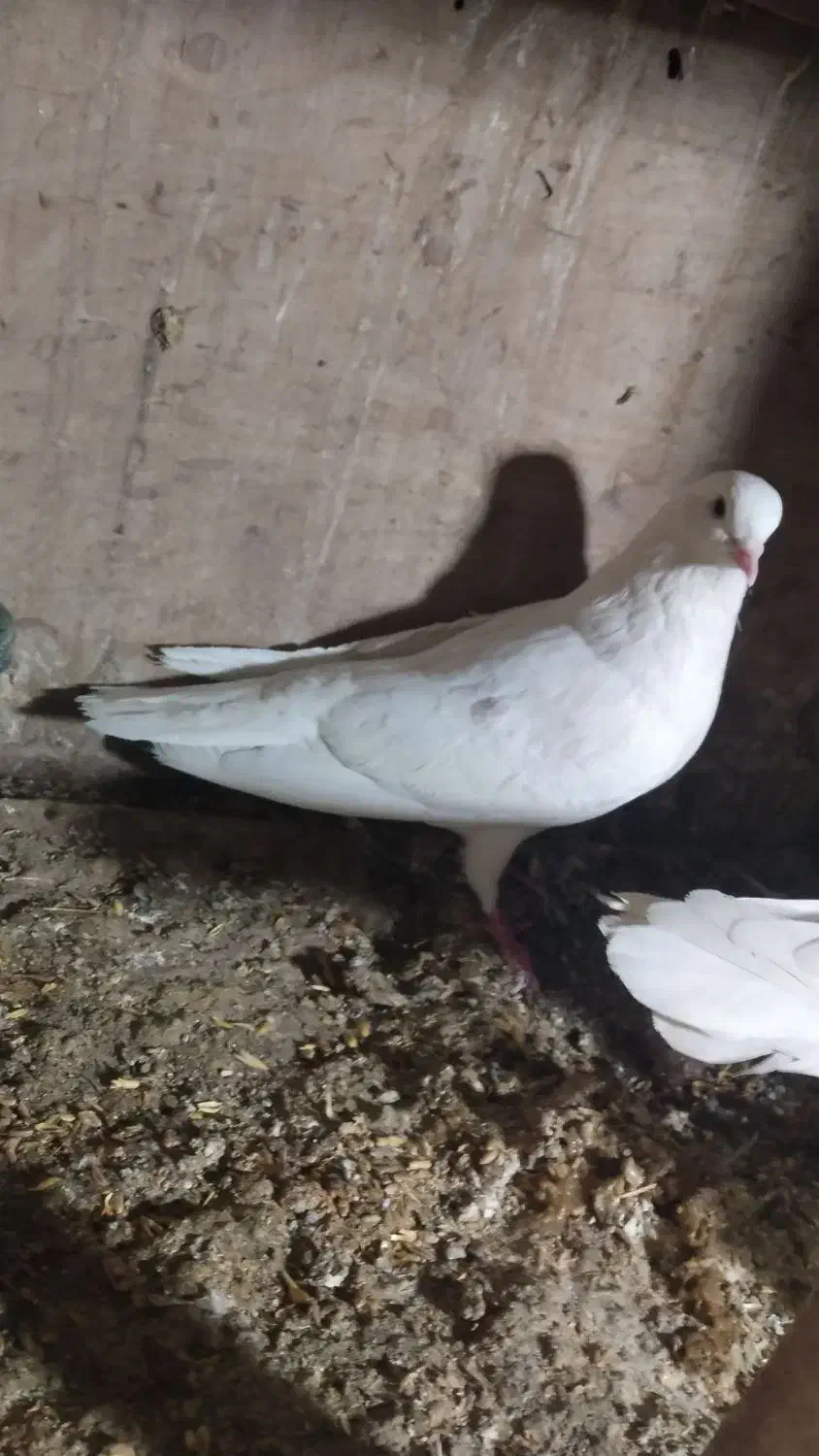 کفتر پرشی|پرنده|پاکدشت, پاکدشت (مامازند)|دیوار