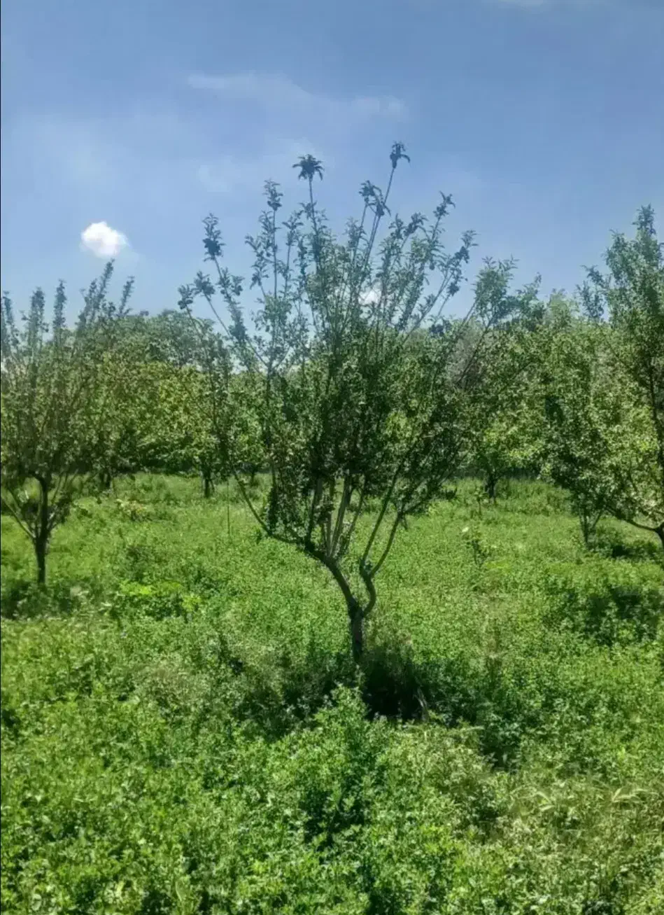 باغ گوگان|فروش خانه و ویلا|گوگان, |دیوار