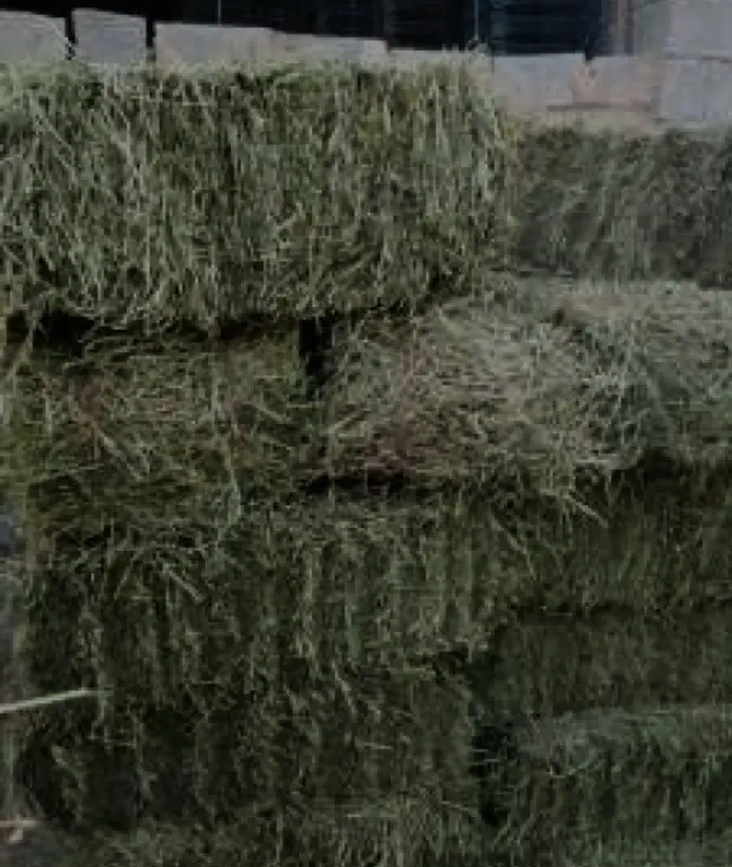 پرس یونجه 50 تا|حیوانات مزرعه|شراء, |دیوار