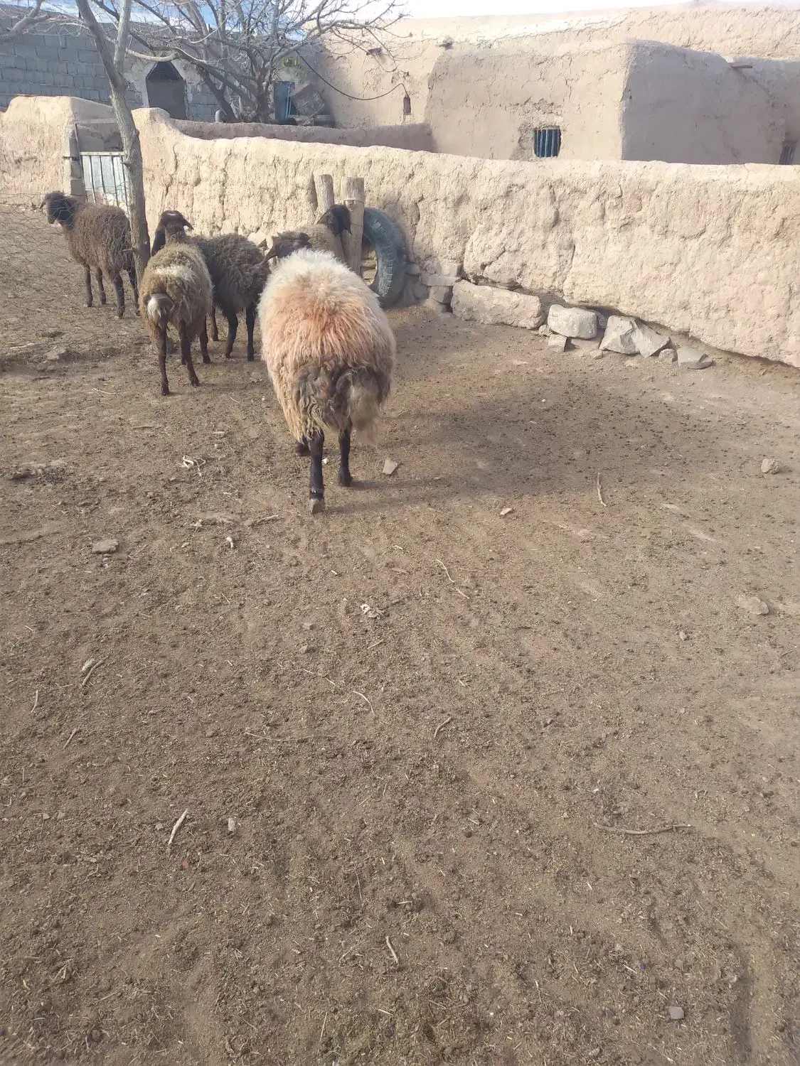 قوچ چهار دندان افشار ی|حیوانات مزرعه|تربت جام, جامرود|دیوار