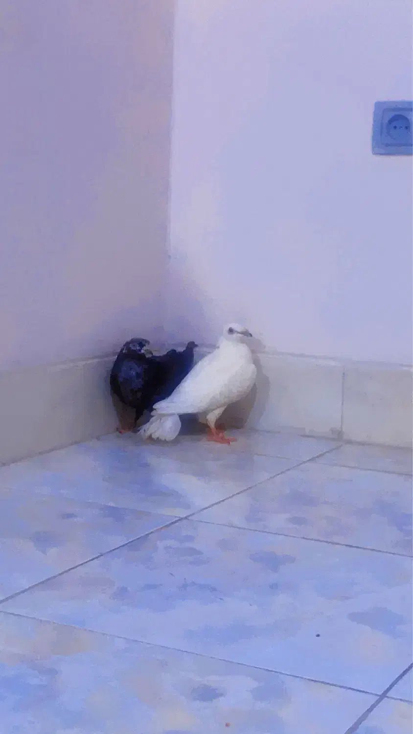 تعویض کبوتر با پرنده هم قیمت|پرنده|شیراز, شهرک گلستان|دیوار