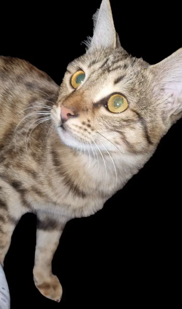 گم شده در صورت پیدا شدن بزنگید|حیوانات|مشگین شهر, |دیوار