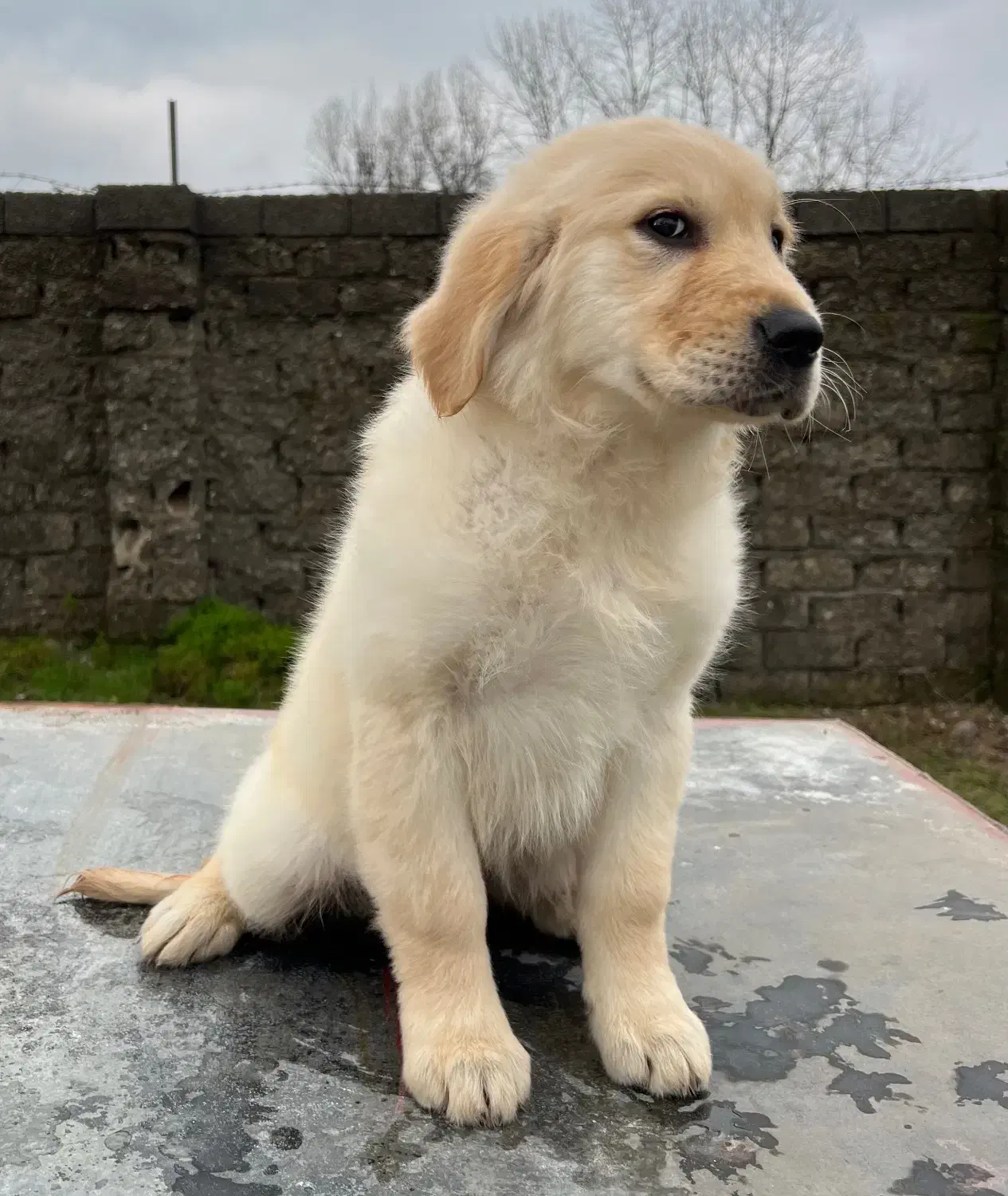 گلدن رتریور|سگ|تهران, قیطریه|دیوار