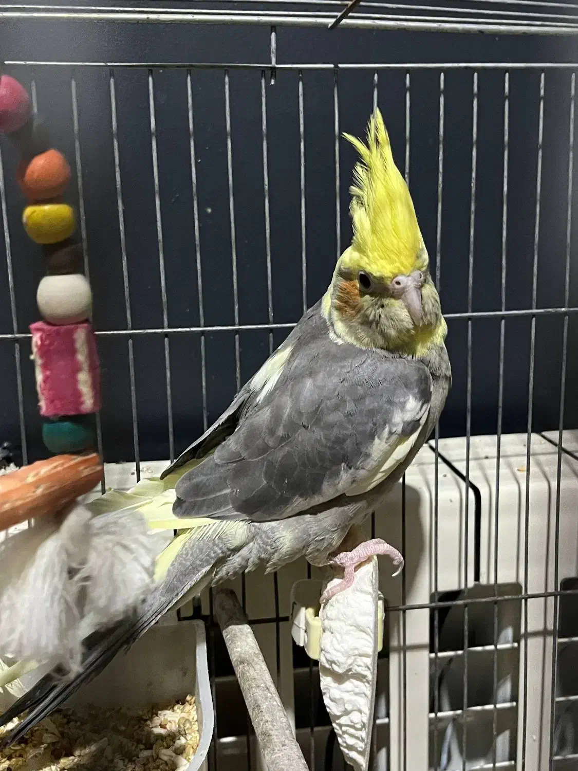 عروس هلندی مولد و رام|پرنده|ساری, |دیوار