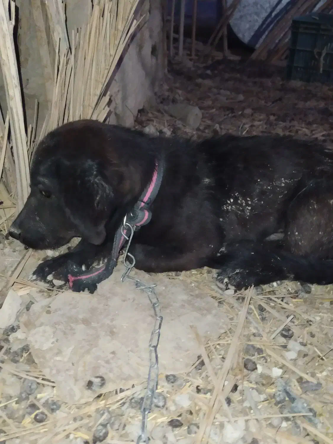 سگ پاکوتاه تربیت|سگ|زابل, |دیوار