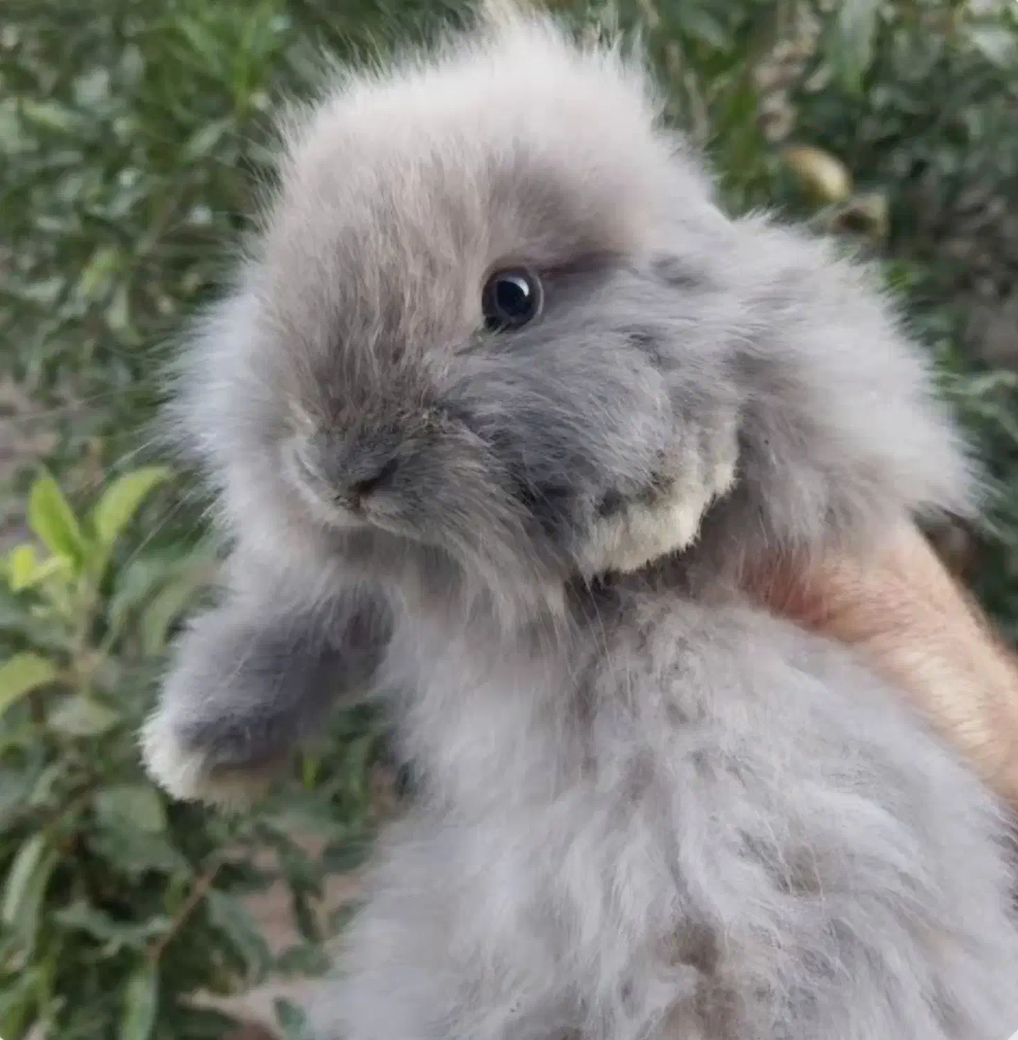 جوجه خرگوش بامزه|موش و خرگوش|تربت جام, خیرآباد|دیوار