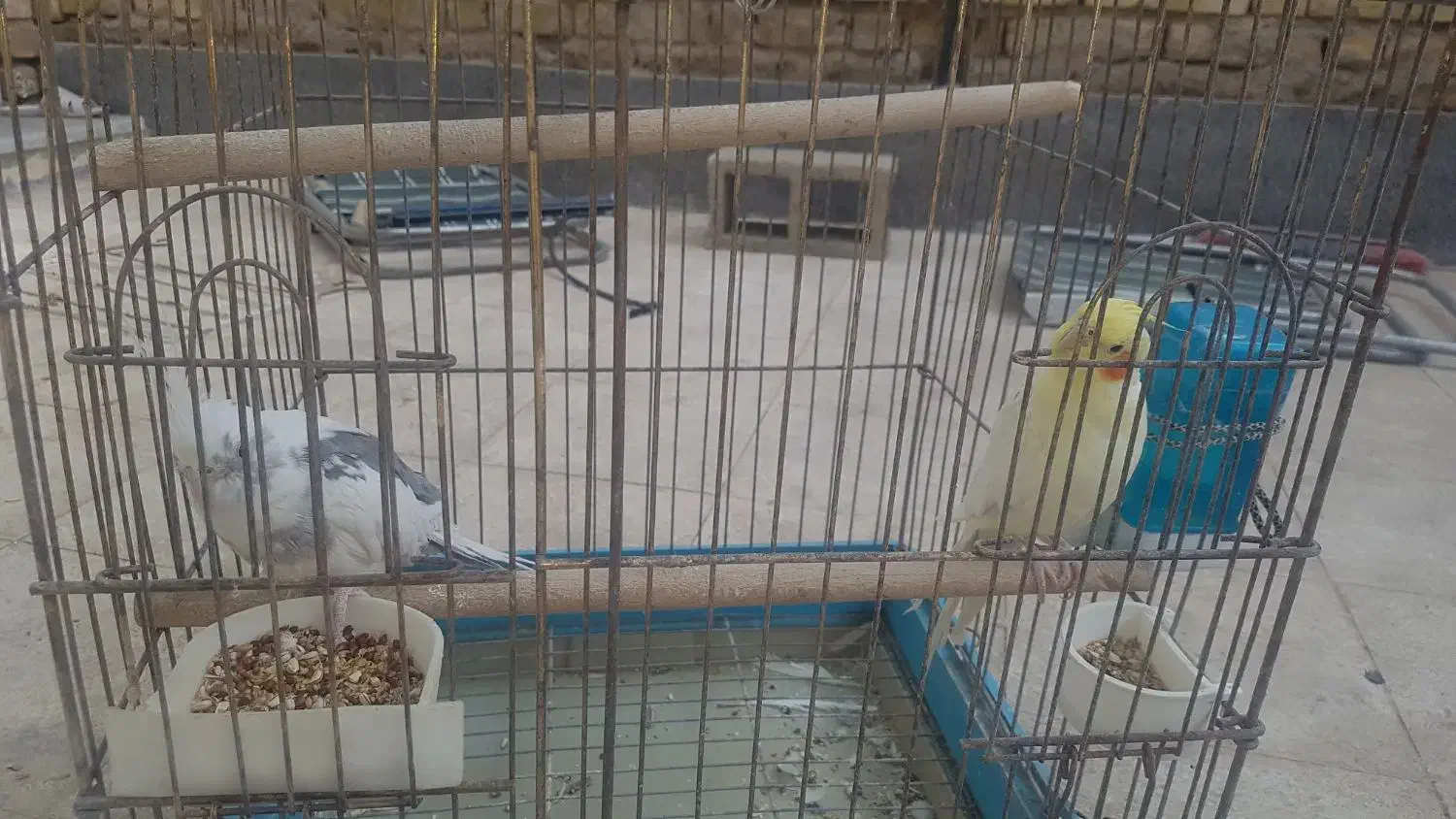 عروس هلندی|پرنده|شیراز, شهرک رضوان|دیوار