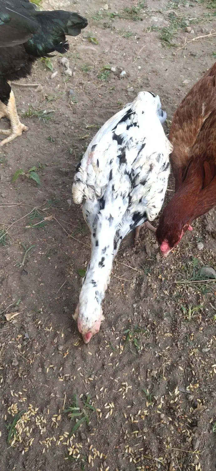 مرغ لاری|حیوانات مزرعه|لاهیجان, خالو باغ|دیوار