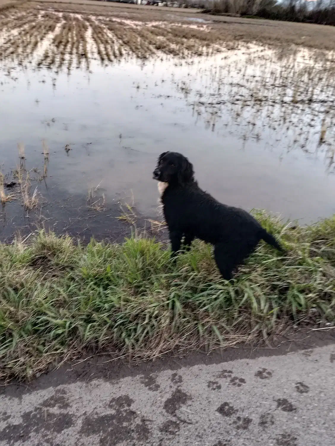 سگ شکاری|سگ|خمام, |دیوار