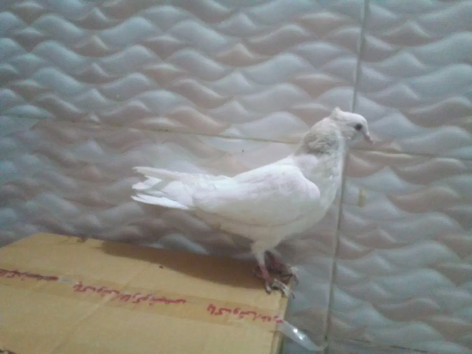 کبوتر طوقی|پرنده|اردبیل, |دیوار