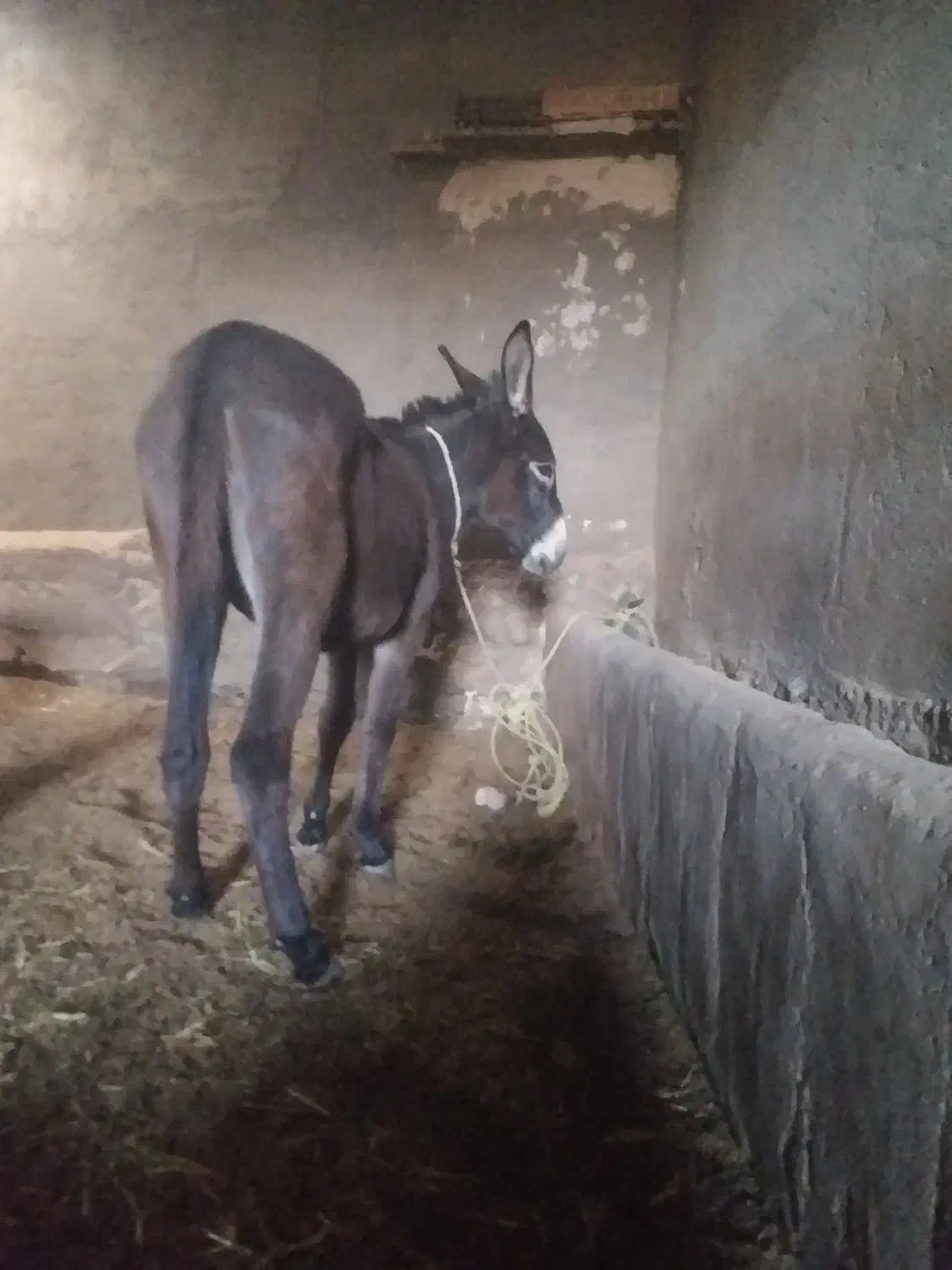 خرماده|حیوانات مزرعه|مهربان, |دیوار