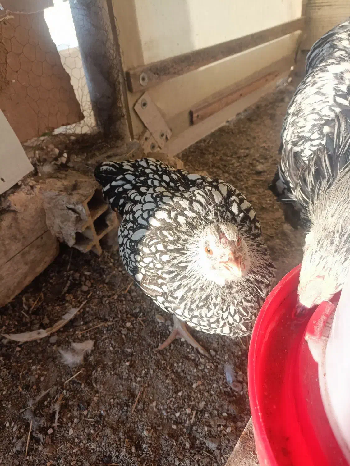 ویاندوت سیلور|حیوانات مزرعه|مشکین‌دشت, |دیوار