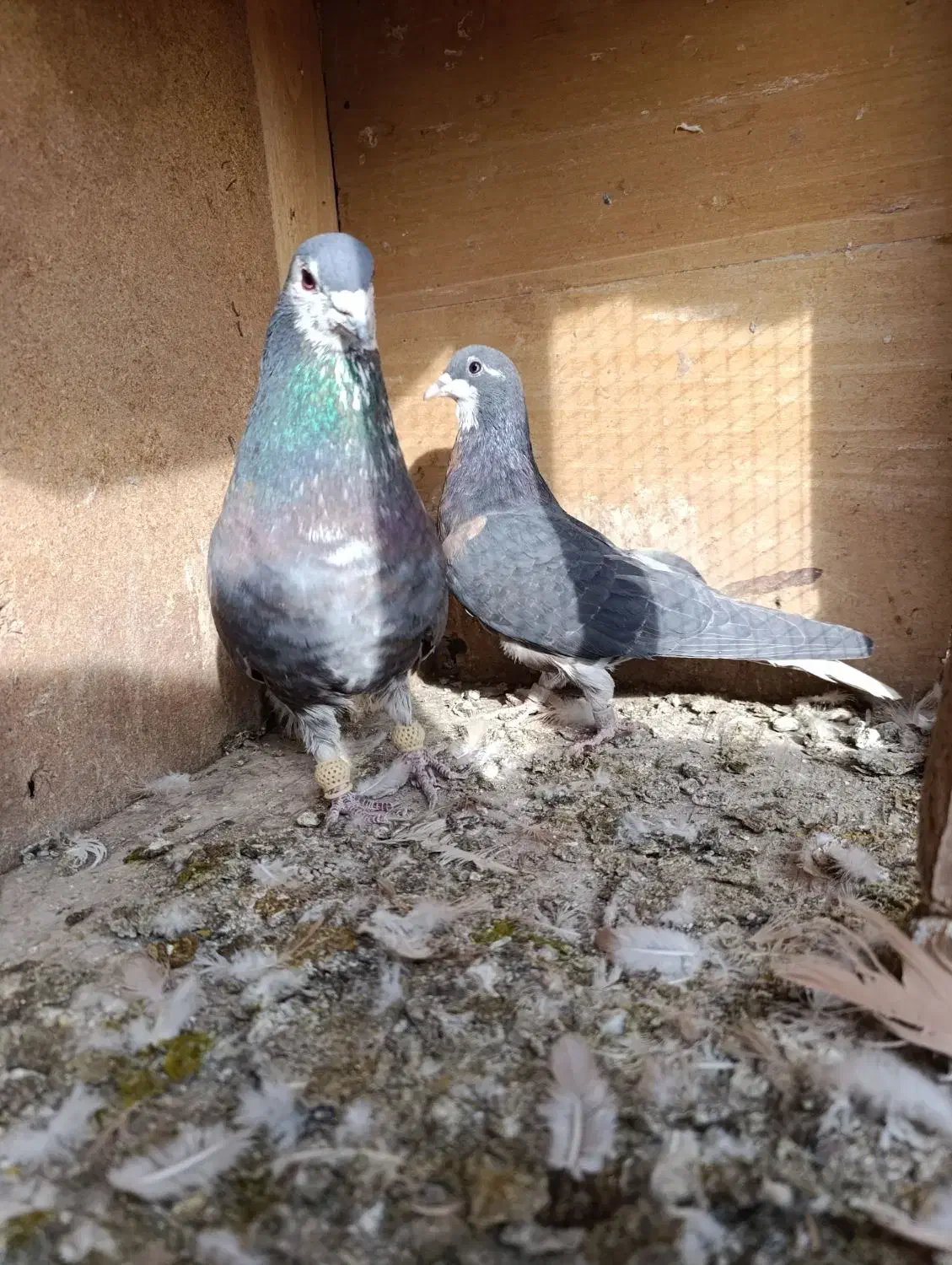 خوشرنگ یال افشون چاپی،طوقی همدانی|پرنده|لنجان, |دیوار