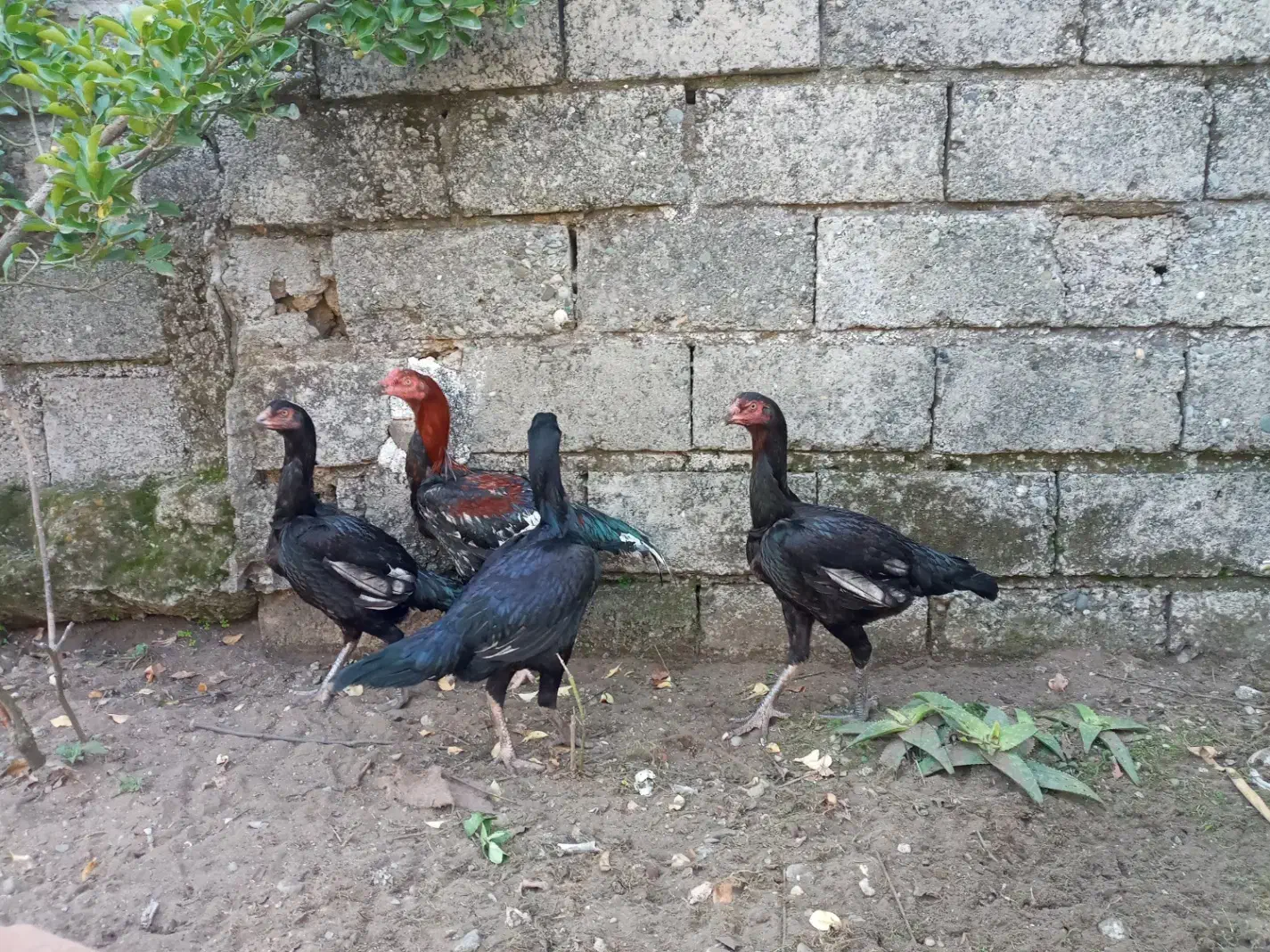 مرغ لاری|حیوانات مزرعه|رودسر, |دیوار