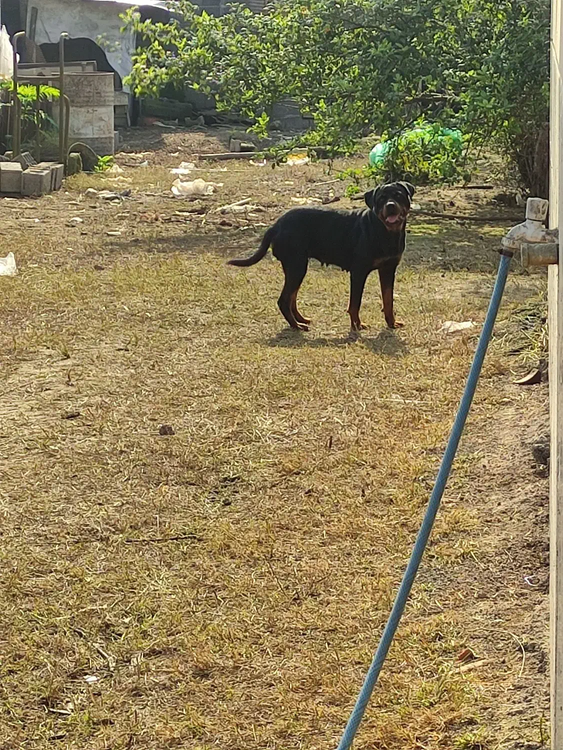 روتوایلر امریکایی|سگ|رشت, منظریه|دیوار