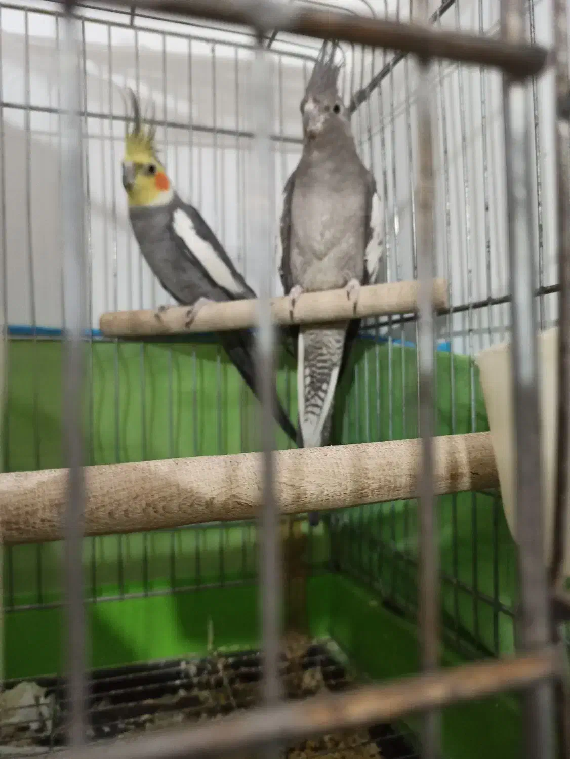 عروس هلندی|پرنده|اسلام‌شهر, شهرک امام حسین (میان آباد)|دیوار