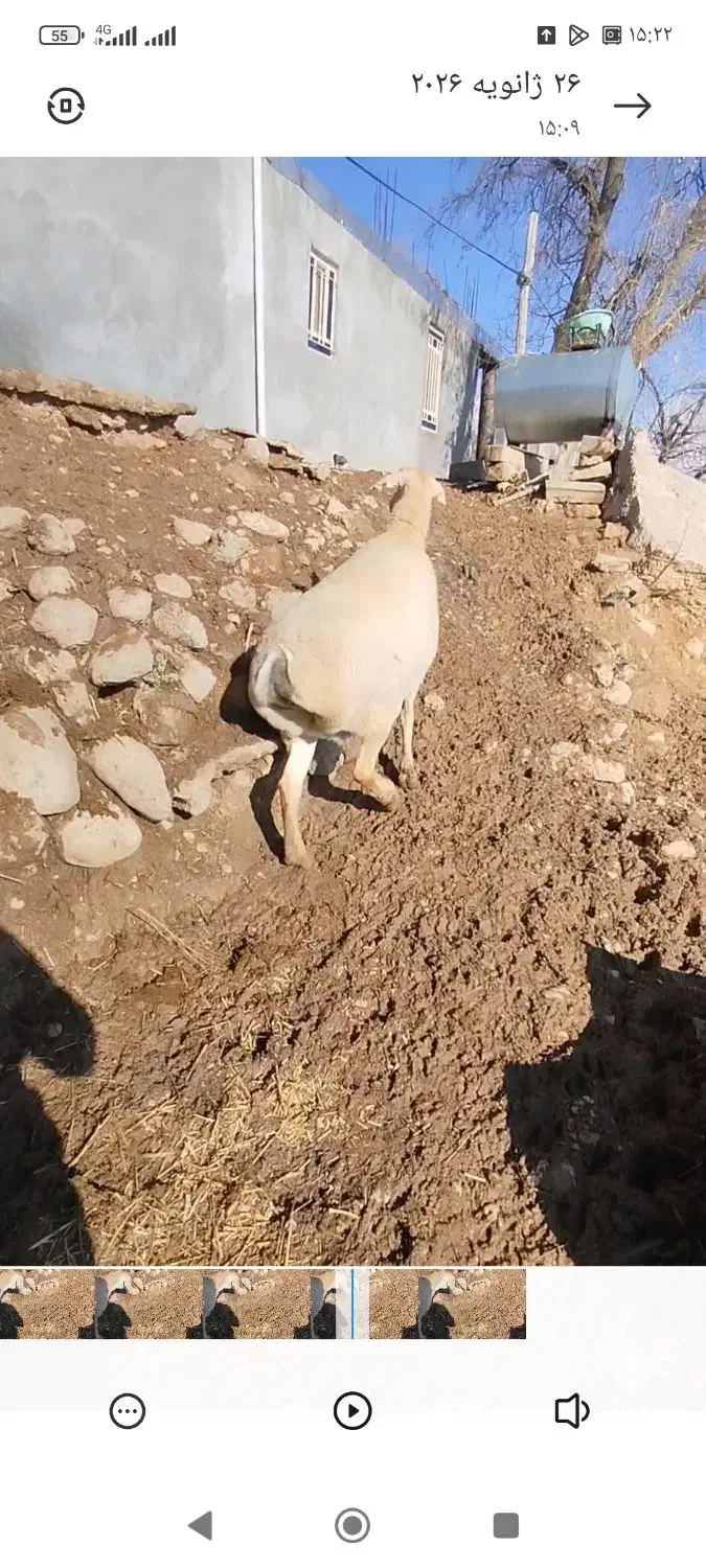 میش چینی پا بلند|حیوانات مزرعه|سی‌سخت, |دیوار