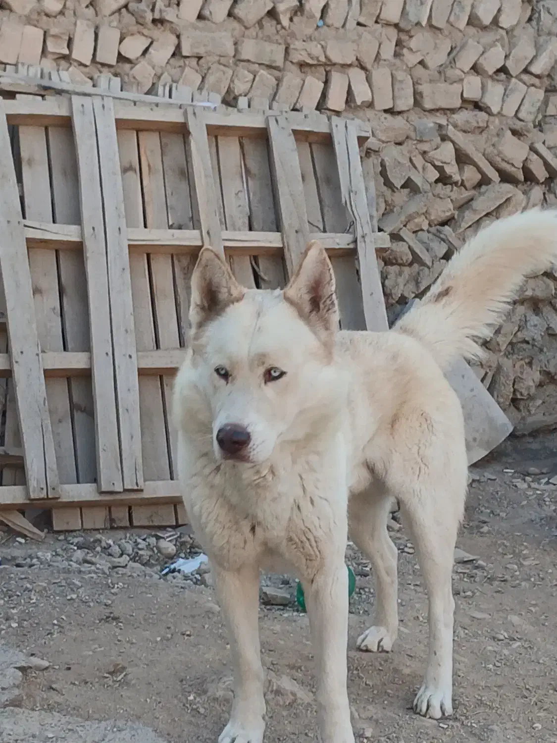 سگ هاسکی|سگ|بجنورد, |دیوار