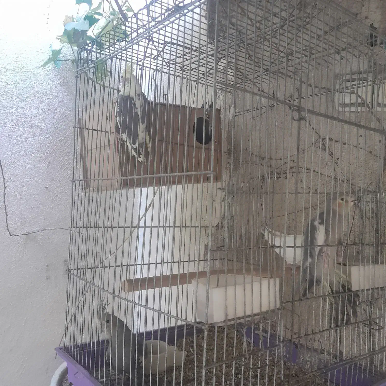 عروس هلندی فوری|پرنده|ری, ولی آباد|دیوار