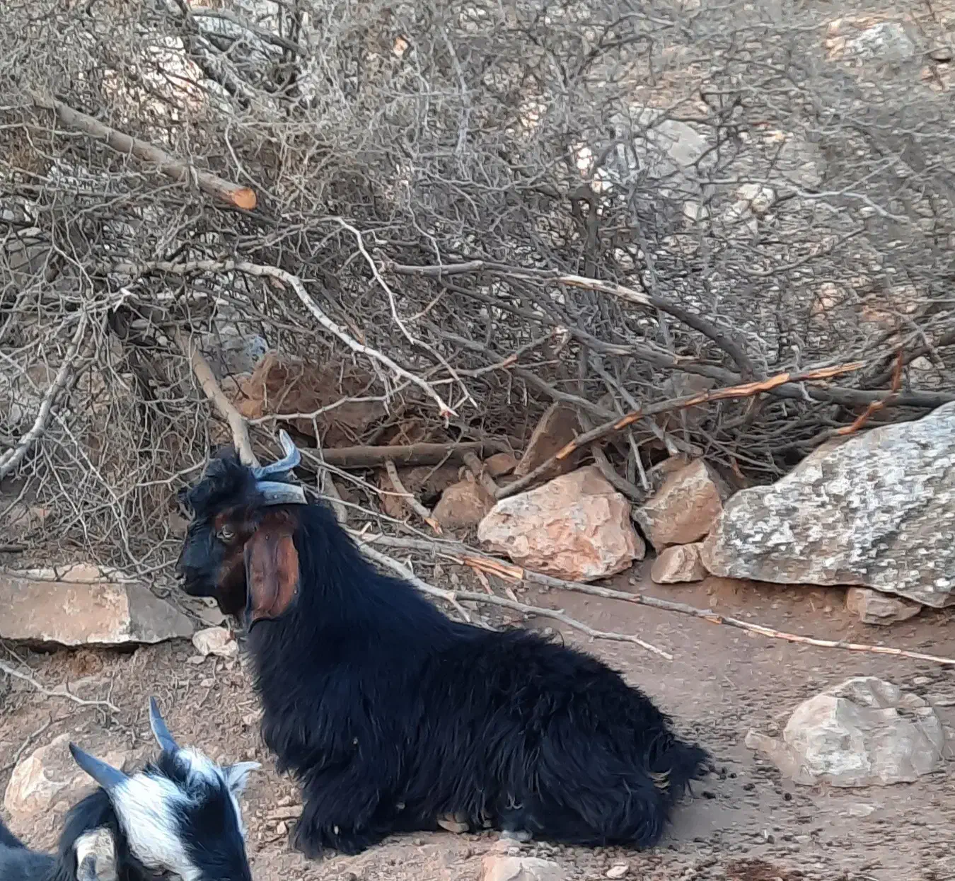 فروش یک راس کهره نر|حیوانات مزرعه|دوگنبدان, |دیوار