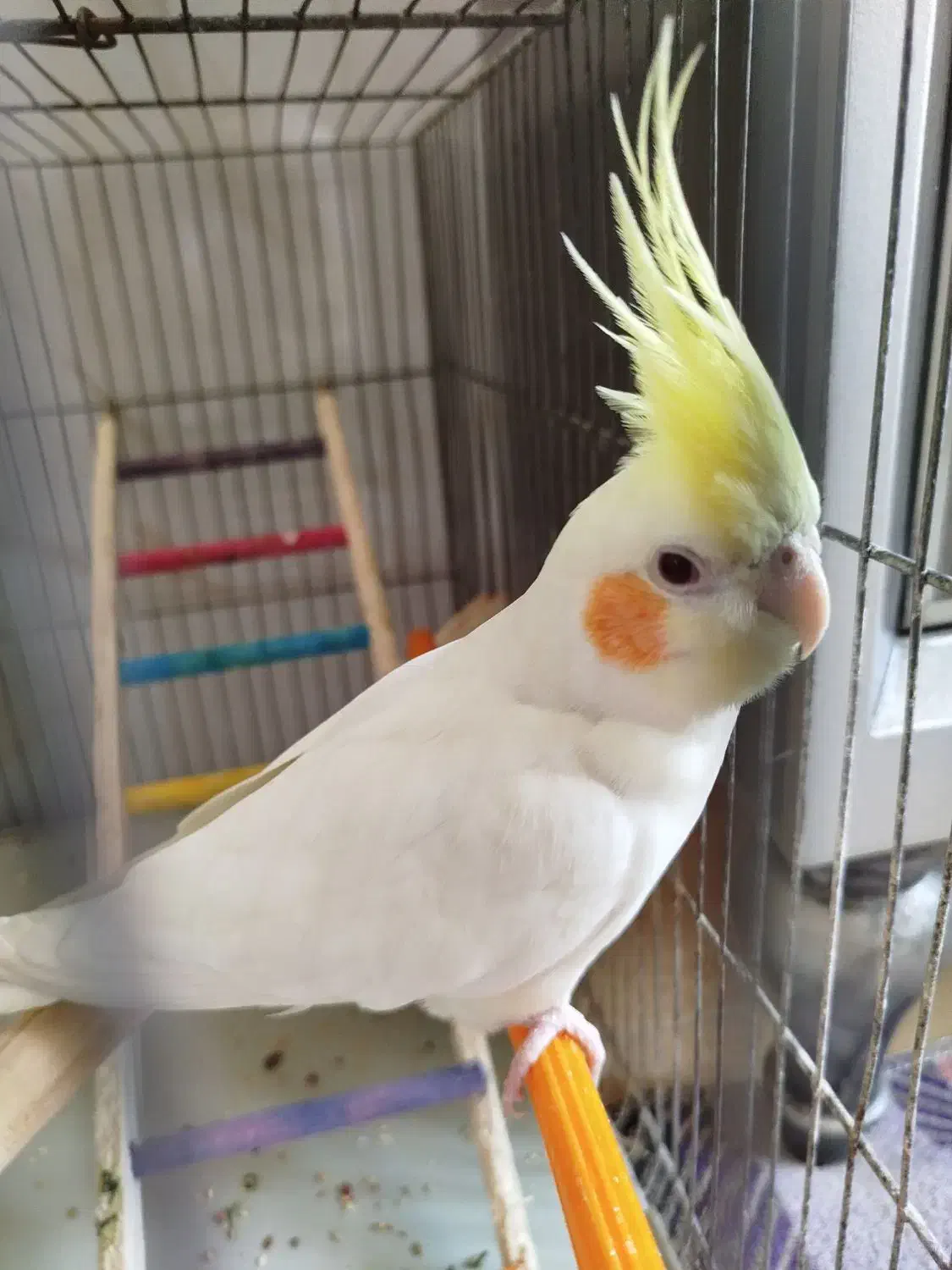 عروس هلندی|پرنده|شهر ری, شهرک نظامی|دیوار