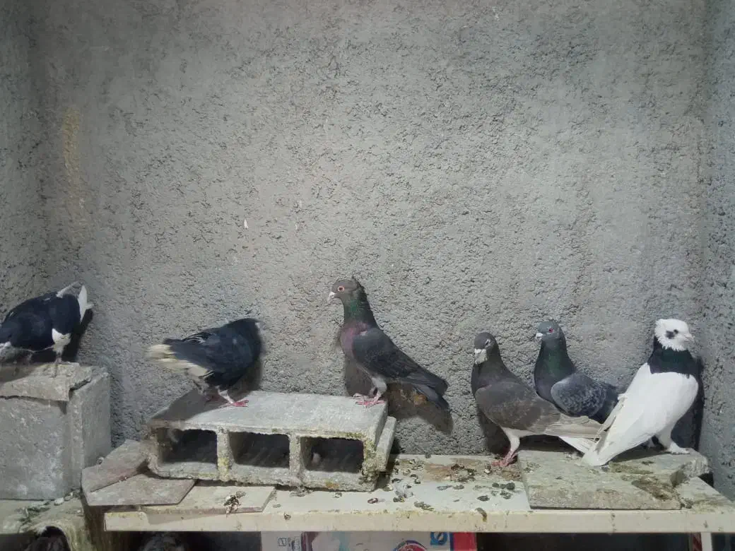 شهری|پرنده|شیراز, دست خضر|دیوار