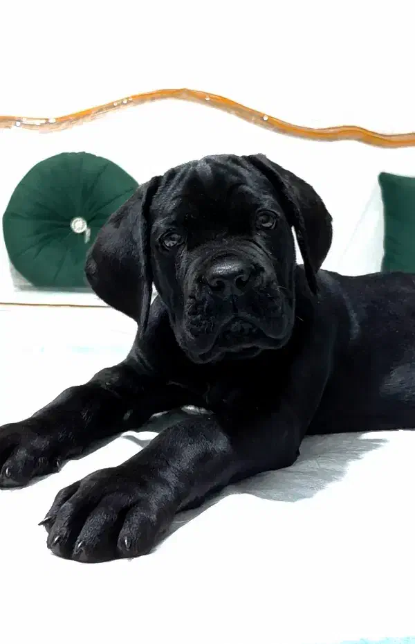 توله کین‌کورسو/کن‌کورسو|سگ|تهران, آرژانتین|دیوار