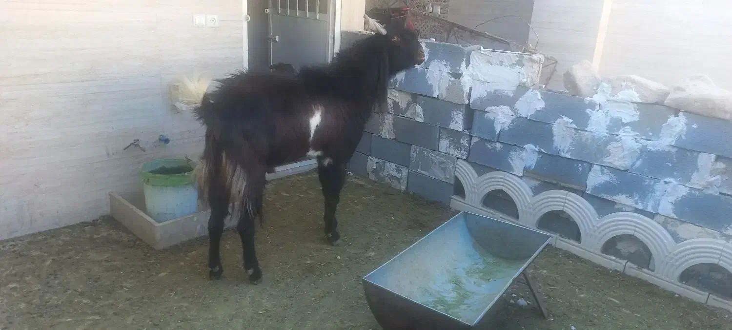 فروش یک راس چبش پاکستانی|حیوانات مزرعه|جهرم, |دیوار