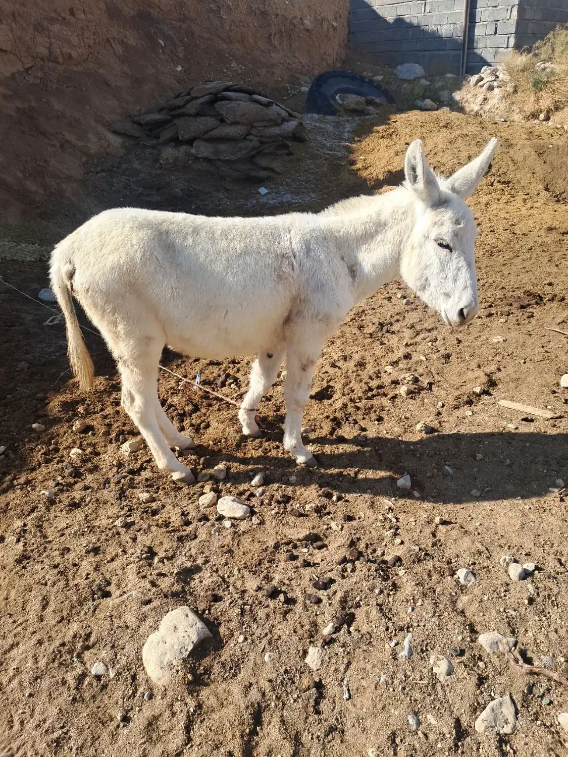 نره خر|حیوانات مزرعه|شیروان (خراسان), |دیوار