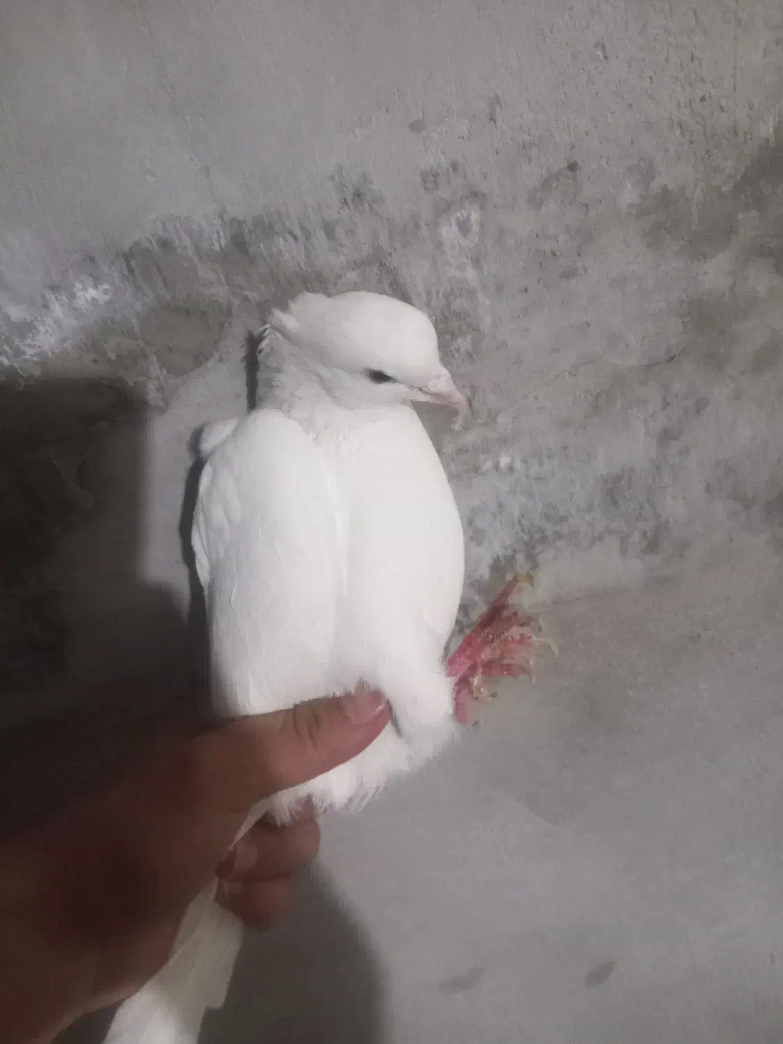 کبوتر|پرنده|نورآباد, |دیوار