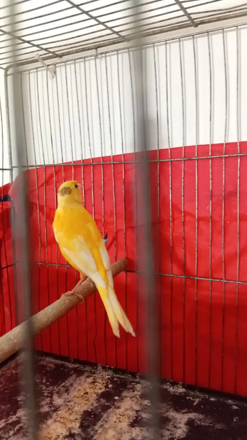 قناری نر جوان ۴ ماه|پرنده|ملایر, |دیوار