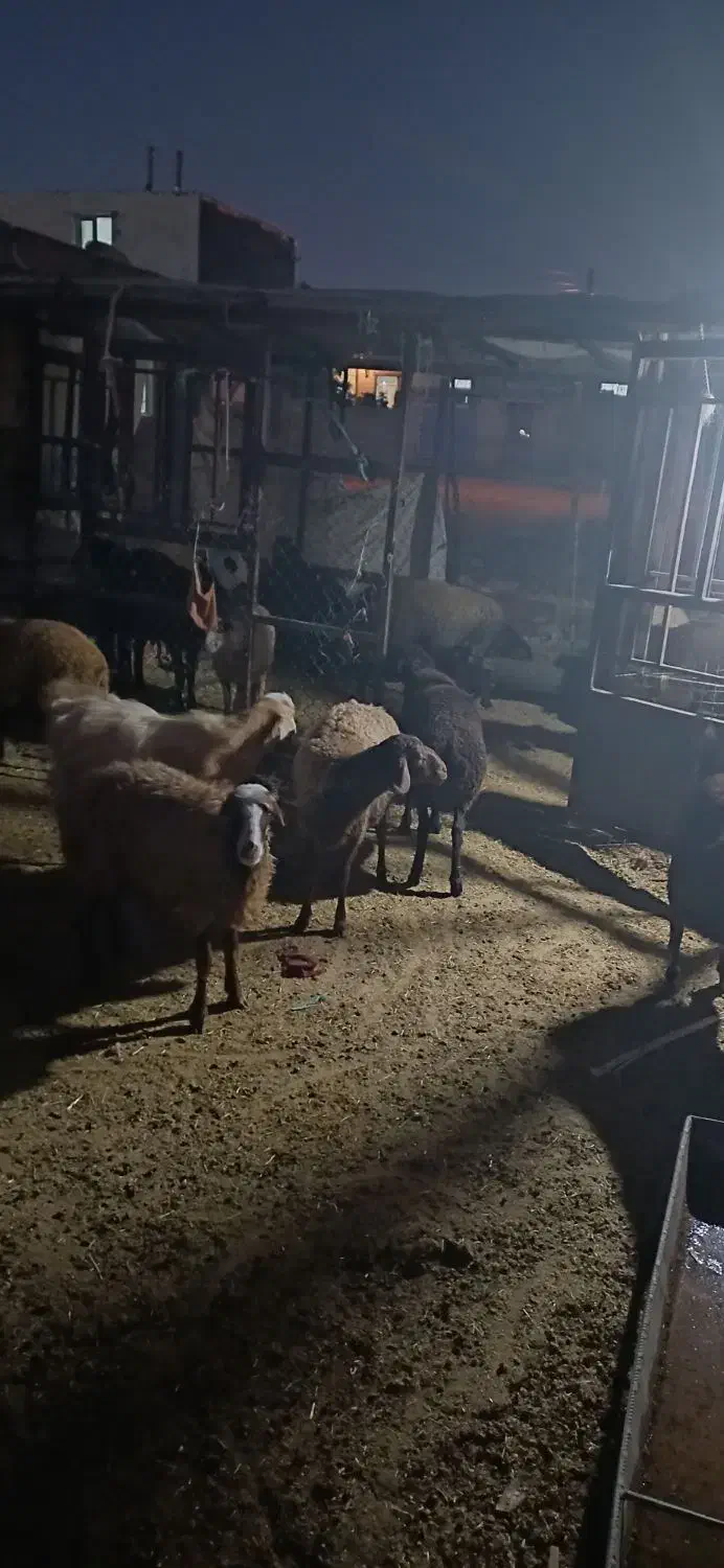 گوسفند میش شیشک|حیوانات مزرعه|اسلامآباد غرب, |دیوار