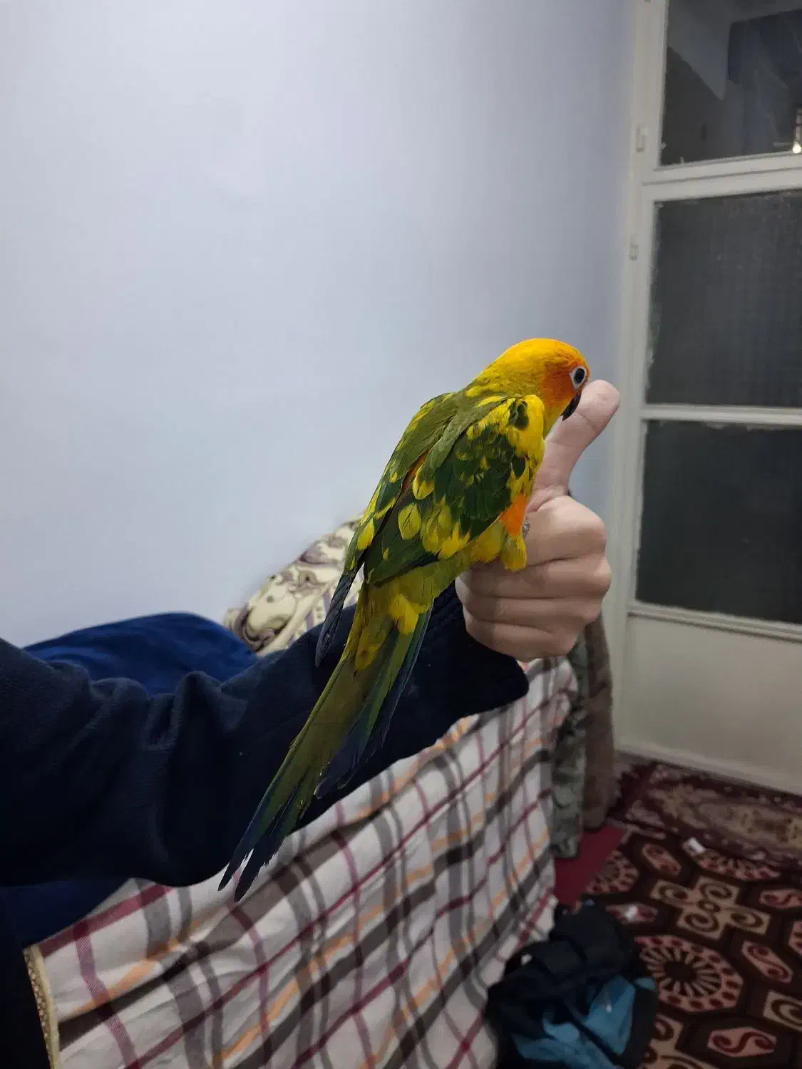 طوطی خورشیدی معاوضه|پرنده|ری, شهرک نظامی|دیوار