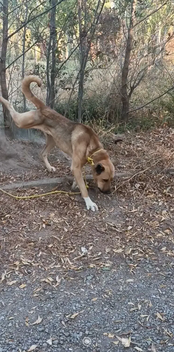 سگ سرابی نگهبان ۱۴ ماهه|سگ|سراب, |دیوار