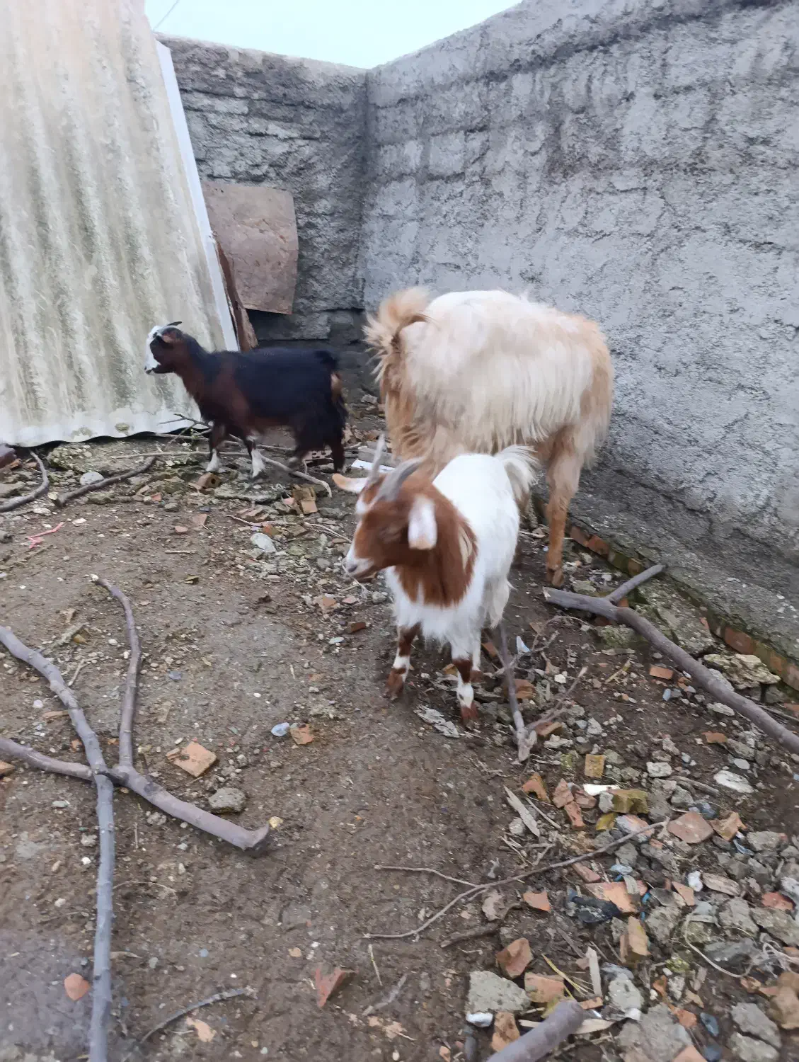 بزغاله ماده|حیوانات مزرعه|گمیشان, |دیوار