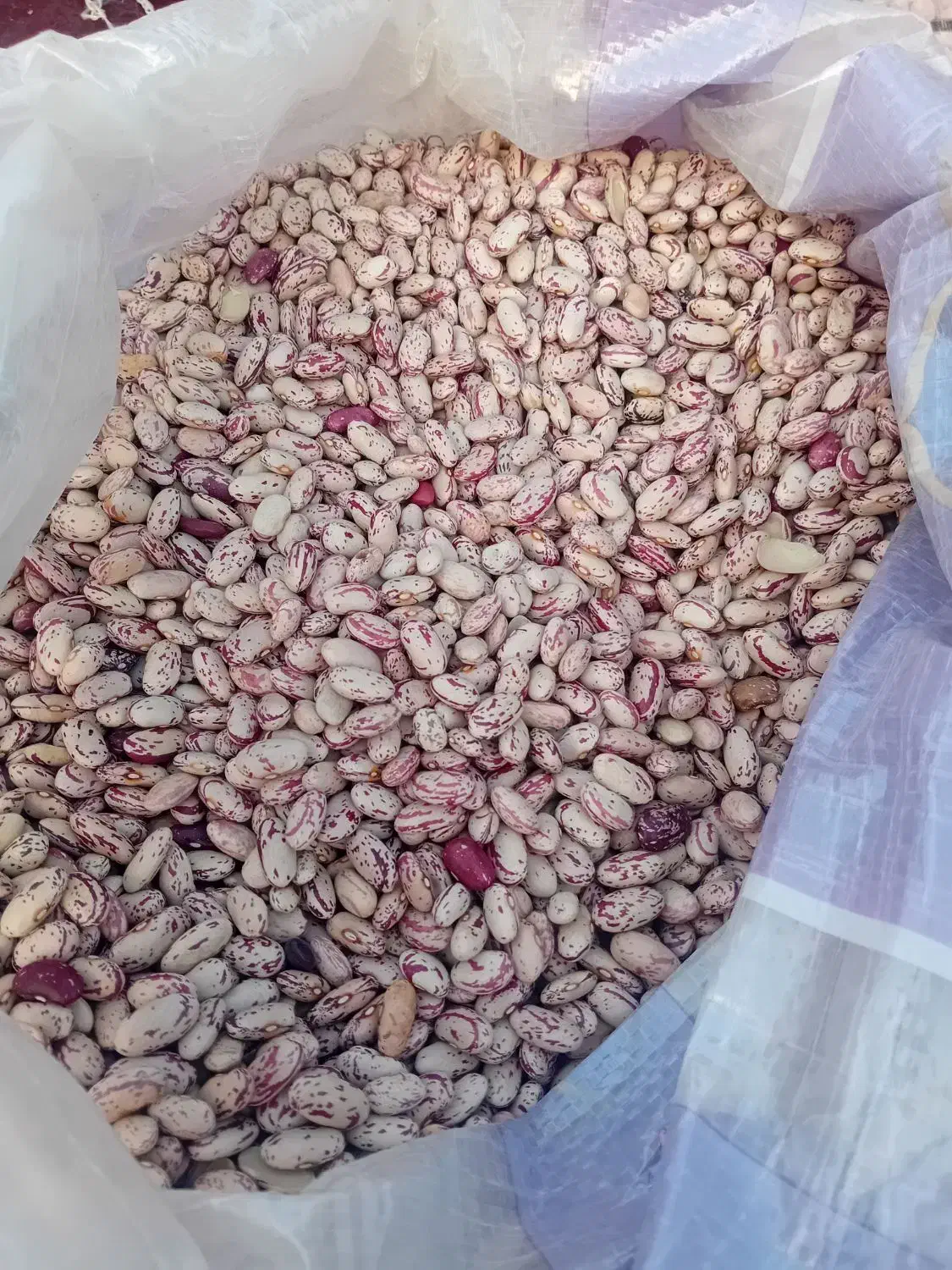 لوبیا چیتی تازه|حراج|وحیدیه, |دیوار