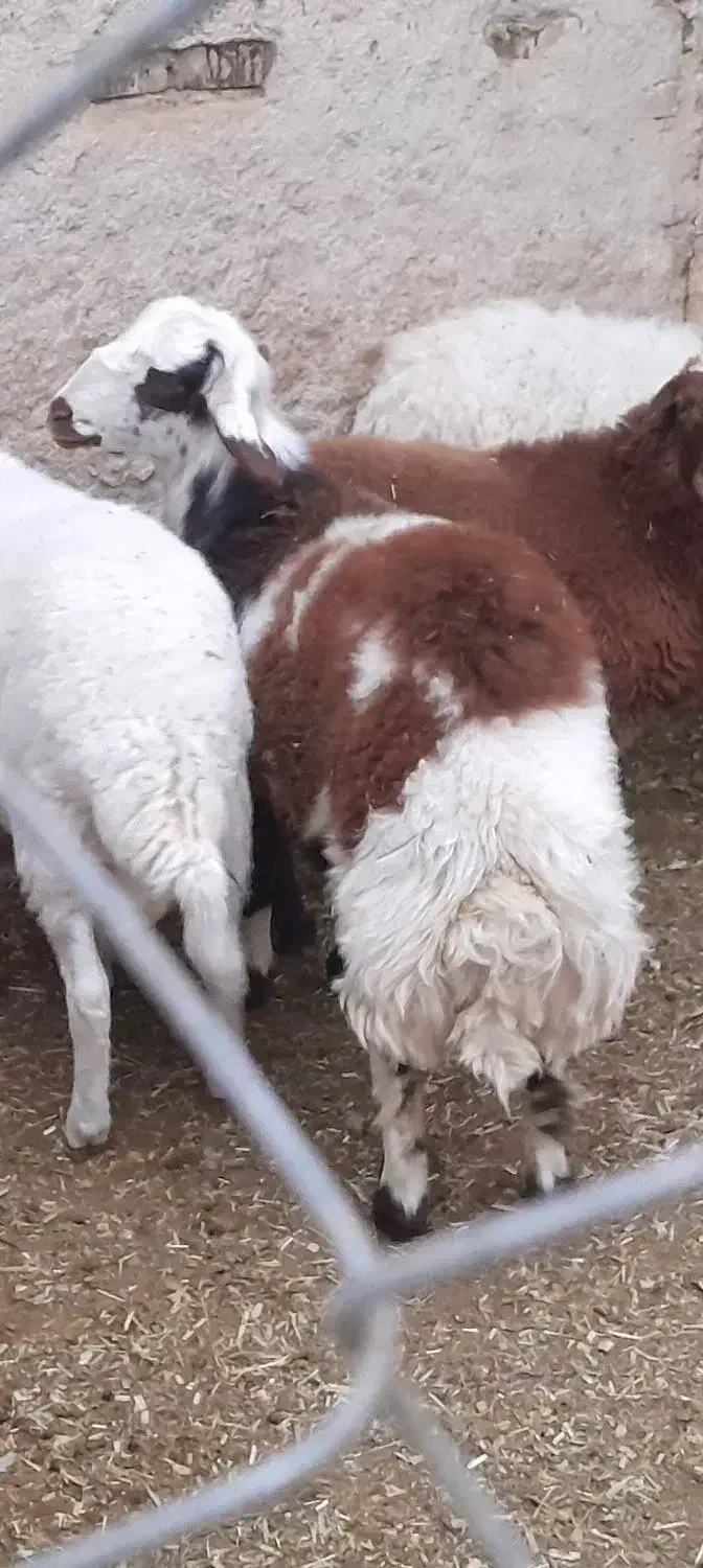 بره افشاری|حیوانات مزرعه|اردکان, |دیوار