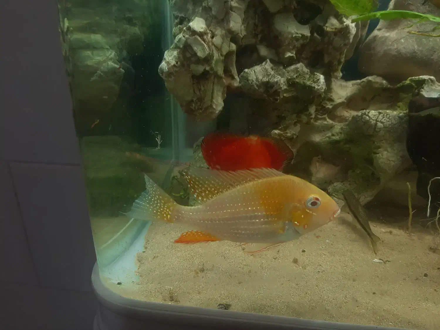 هکلی آلبینو|ماهی|شیراز, شیخ روزبهان|دیوار