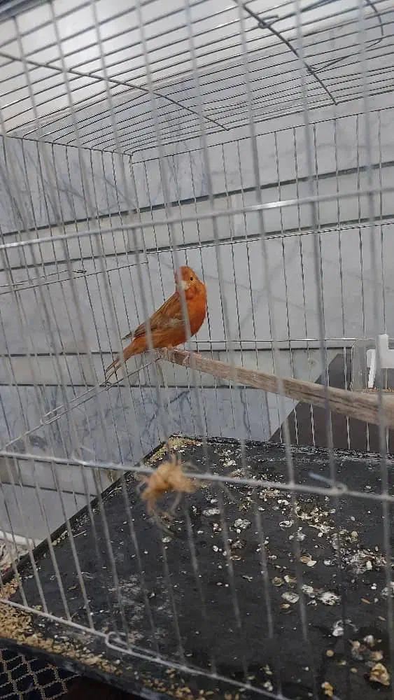 قناری جفت باند۷۱۸|پرنده|کرمان, |دیوار