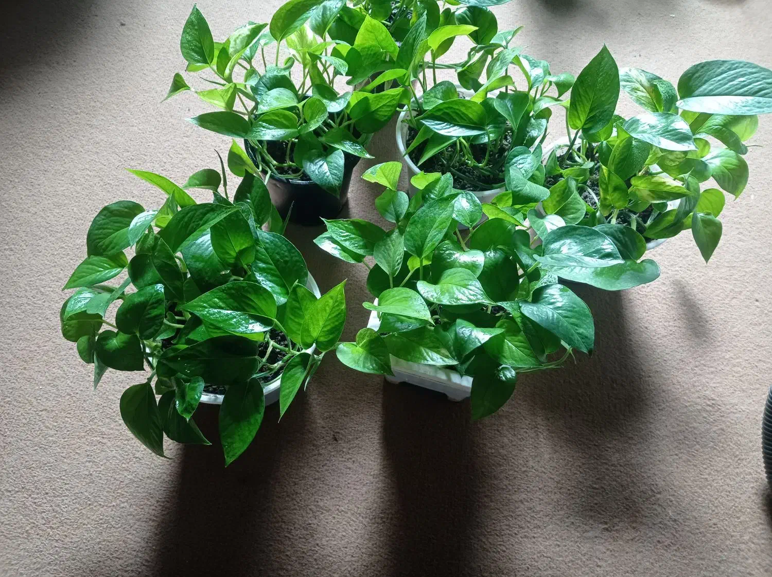 گل پتوس|گل و گیاه طبیعی|بهشهر, |دیوار