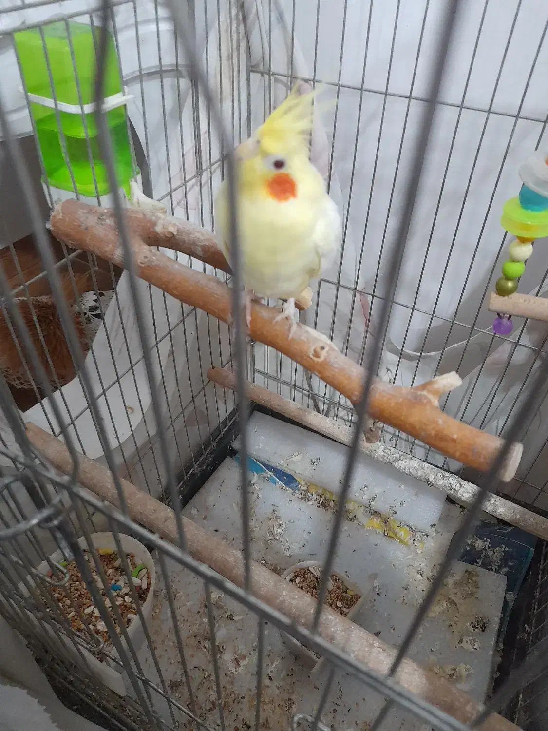 عروس هلندی ماده|پرنده|لاهیجان, بازکیاگوراب|دیوار