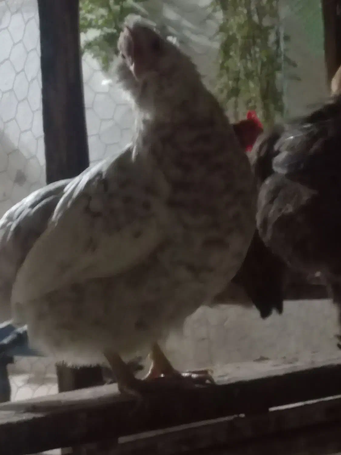 مرغ|حیوانات مزرعه|جم, |دیوار