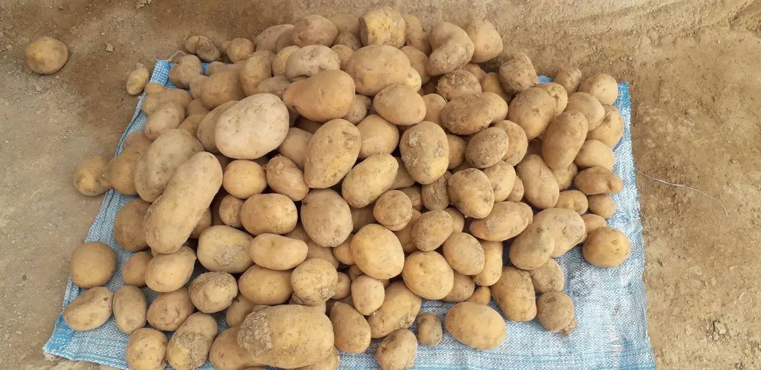 سیب زمینی جلی|خوردنی و آشامیدنی|داران, |دیوار