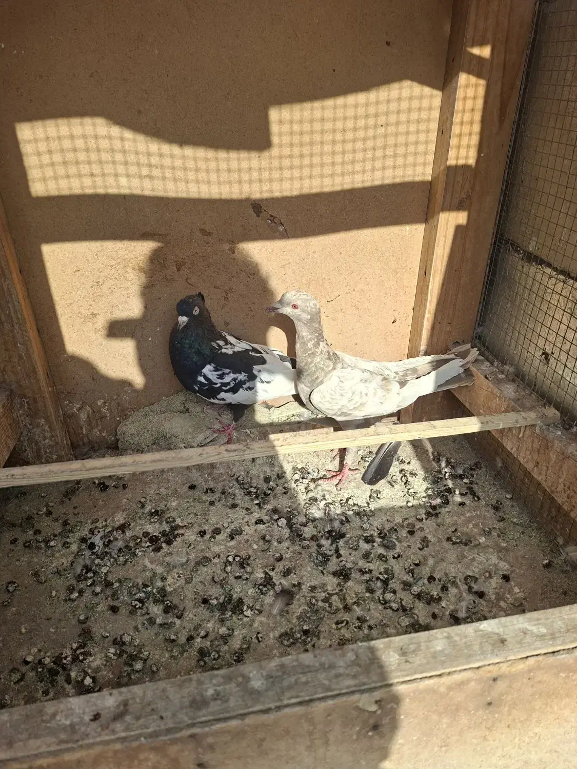 دم‌سیاه ماده|پرنده|قزوین, |دیوار