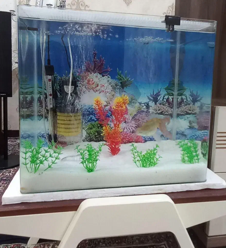 آکواریوم ۴۰*۶۰ خونگی وشیک|ماهی|بم, |دیوار