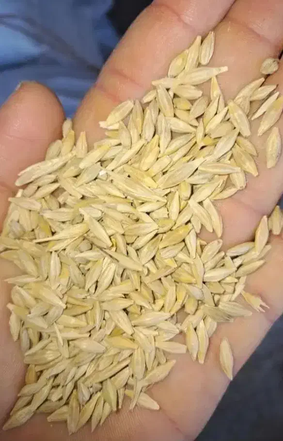 خریدار گندم و جو|خدمات باغبانی و درختکاری|لردگان, |دیوار