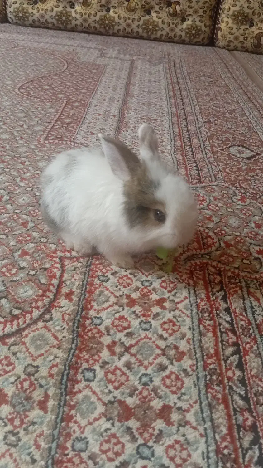 خرگوش مینیاتوری بازیگوش|موش و خرگوش|سنندج, |دیوار