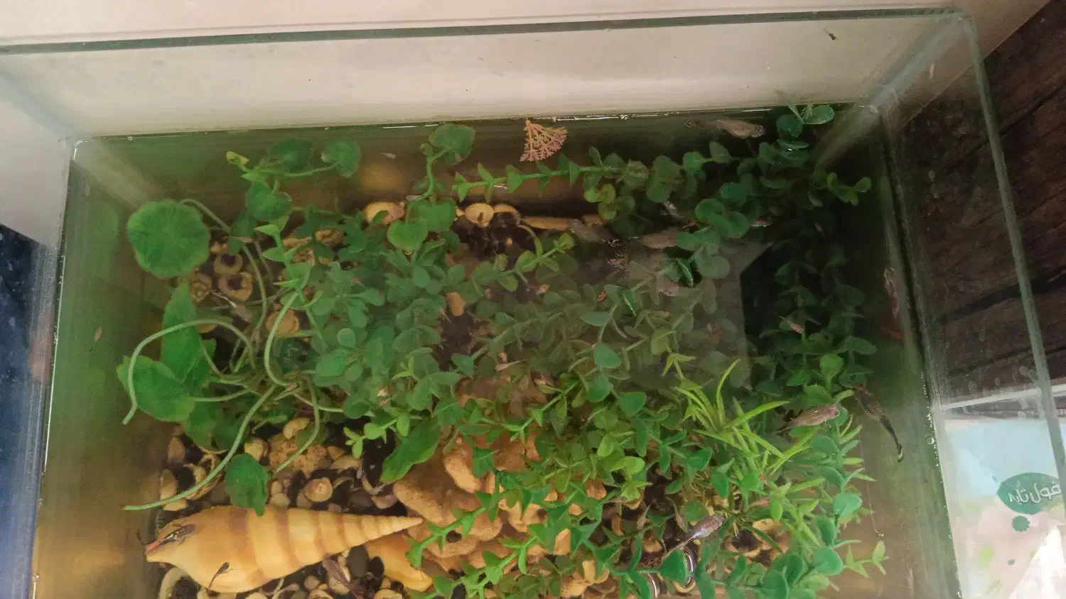 آکواریوم شرکتی محدب|ماهی|مشهد, جاهد شهر|دیوار