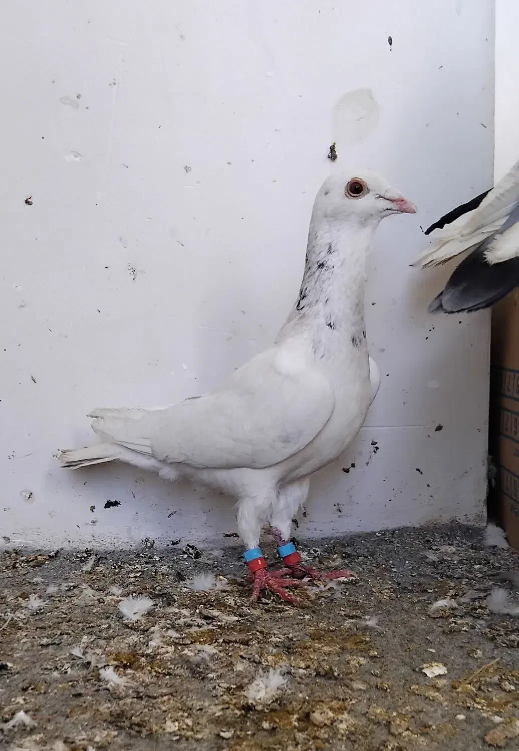 کفتر بمب|پرنده|مشهد, ویلاشهر|دیوار